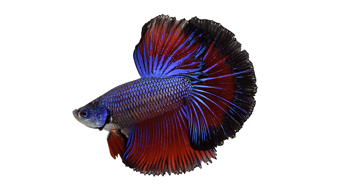 How To Set Up Your First Betta Fish Tank (Infographic) | HiBetta.com ...