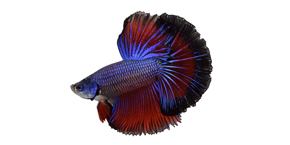 What Do Betta Fish Eat? How Much Does One Betta Fish Cost? | HiBetta ...