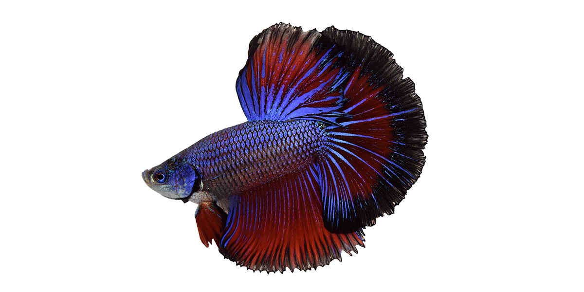 How To Set Up Your First Betta Fish Tank (Infographic) | HiBetta.com ...