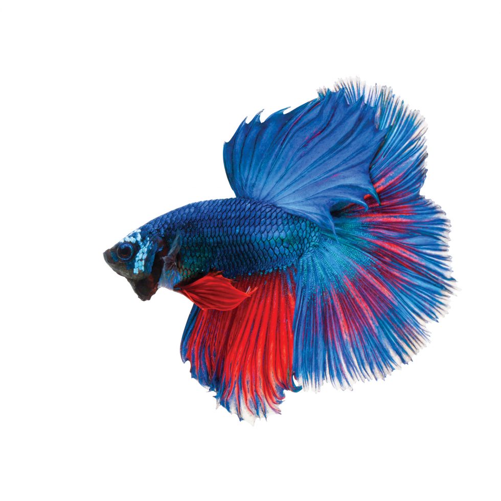 The Fascinating Origin of Betta Fish and Other Fun Betta Facts ...