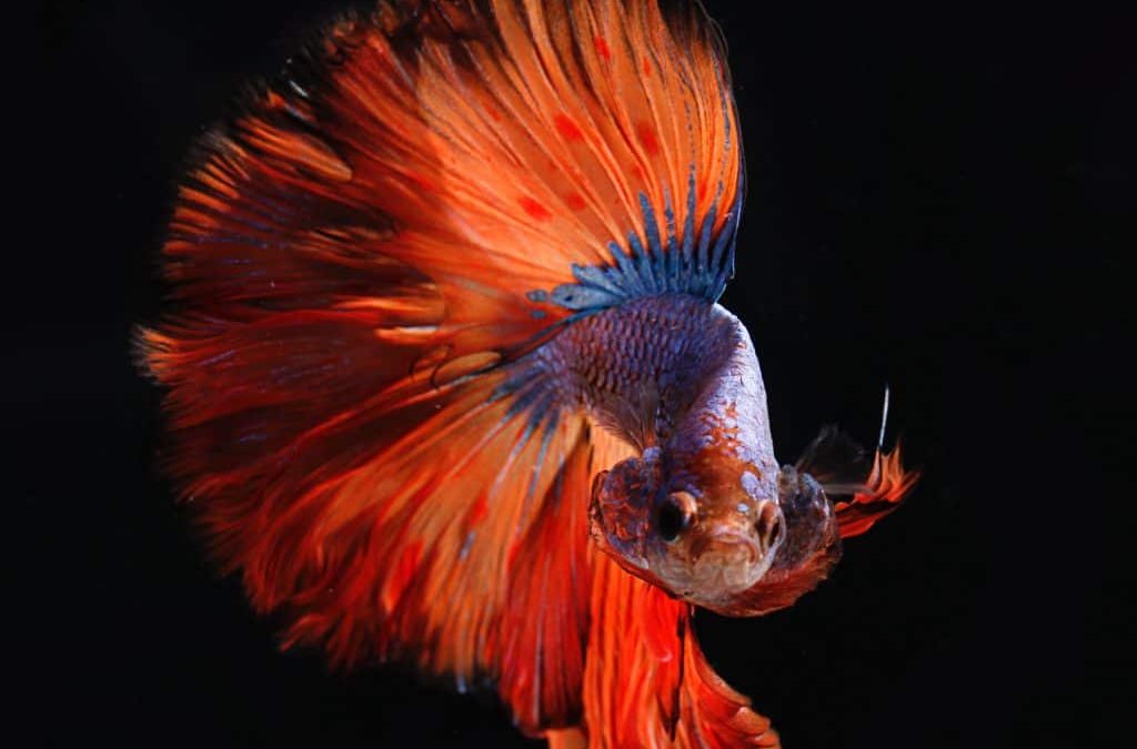 Can Betta Fish See In The Dark?