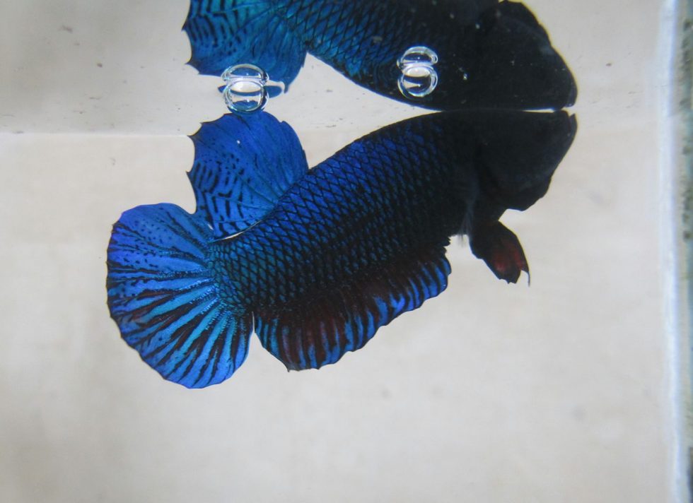 Perfect Training Programme For Betta Fighters (By Kunu Thongpaphumi